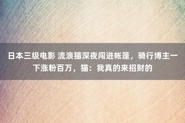 日本三级电影 流浪猫深夜闯进帐篷，骑行博主一下涨粉百万，猫：我真的来招财的