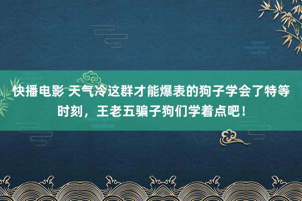 快播电影 天气冷这群才能爆表的狗子学会了特等时刻，王老五骗子狗们学着点吧！